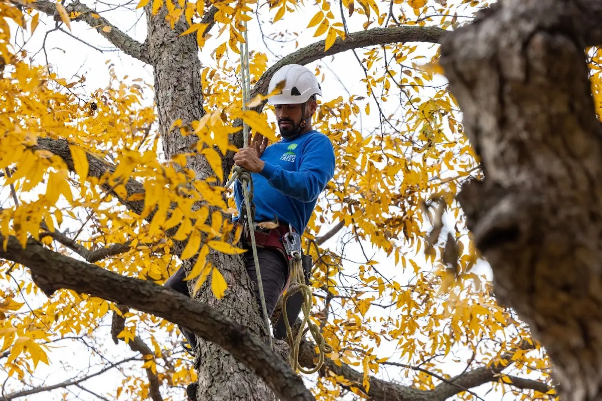Skilled Tree Planing crew working in Malta
